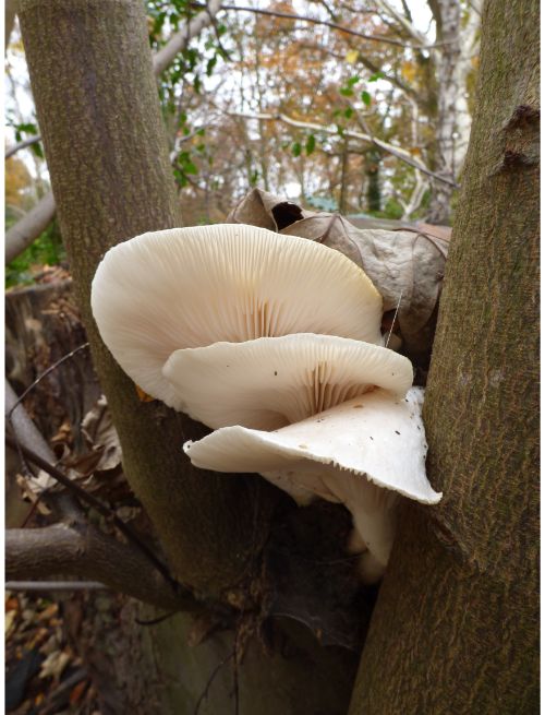 Mature fruit bodies on sycamore in Laindon, UK.
